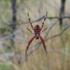 Hortophora transmarina at Booth, ACT - 21 Jan 2022