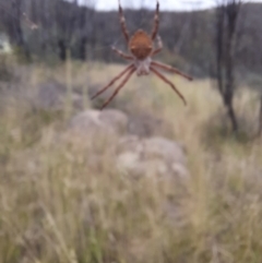 Hortophora transmarina at Booth, ACT - 21 Jan 2022