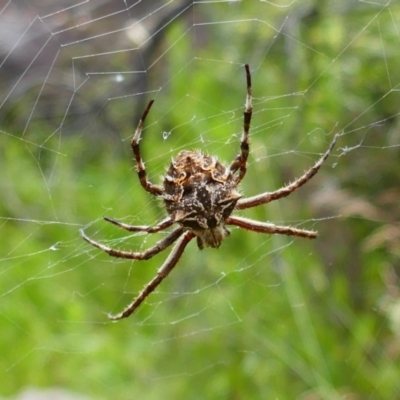 Backobourkia (genus) (An orb weaver) at Booth, ACT - 21 Jan 2022 by MB