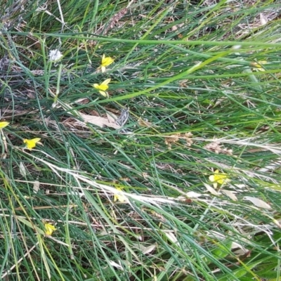 Tricoryne elatior (Yellow Rush Lily) at The Pinnacle - 21 Jan 2022 by sangio7
