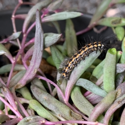 Nyctemera amicus (Senecio Moth, Magpie Moth, Cineraria Moth) at Hackett, ACT - 16 Jan 2022 by Fefifofum