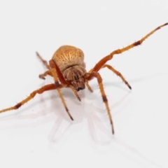 Salsa fuliginata (Sooty Orb-weaver) at Jerrabomberra, NSW - 21 Jan 2022 by MarkT