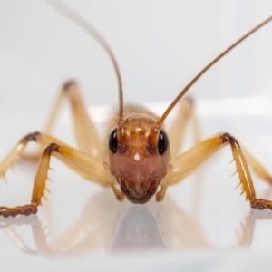 Gryllacrididae (family) at Jerrabomberra, NSW - 17 Jan 2022