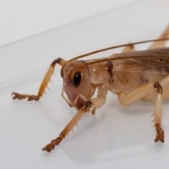 Gryllacrididae (family) at Jerrabomberra, NSW - 17 Jan 2022