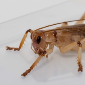 Gryllacrididae (family) at Jerrabomberra, NSW - 17 Jan 2022