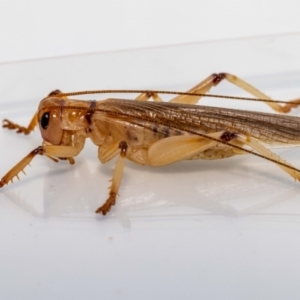 Gryllacrididae (family) at Jerrabomberra, NSW - 17 Jan 2022