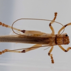 Gryllacrididae (family) at Jerrabomberra, NSW - 17 Jan 2022