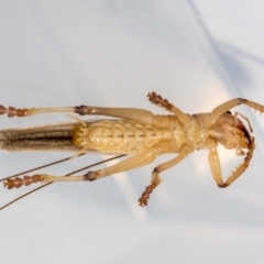 Gryllacrididae (family) at Jerrabomberra, NSW - 17 Jan 2022