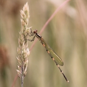 Austrolestes leda at Urila, NSW - 11 Jan 2022