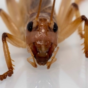 Gryllacrididae (family) at Jerrabomberra, NSW - suppressed