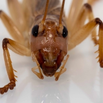 Gryllacrididae (family) (Wood, Raspy or Leaf Rolling Cricket) at Jerrabomberra, NSW - 16 Jan 2022 by MarkT