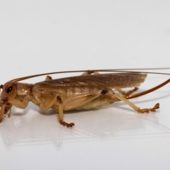 Gryllacrididae (family) at Jerrabomberra, NSW - suppressed