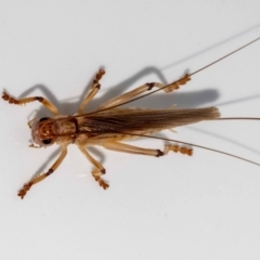 Gryllacrididae (family) at Jerrabomberra, NSW - suppressed
