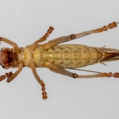 Gryllacrididae (family) at Jerrabomberra, NSW - suppressed