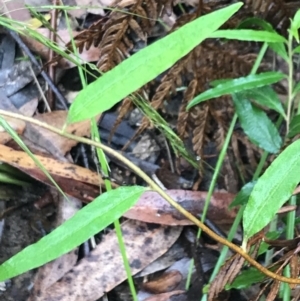 Billardiera mutabilis at Captains Flat, NSW - 15 Jan 2022 11:04 AM