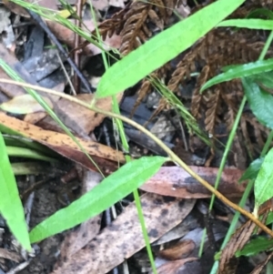 Billardiera mutabilis at Captains Flat, NSW - 15 Jan 2022 11:04 AM