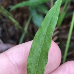 Billardiera mutabilis at Captains Flat, NSW - 15 Jan 2022 11:04 AM