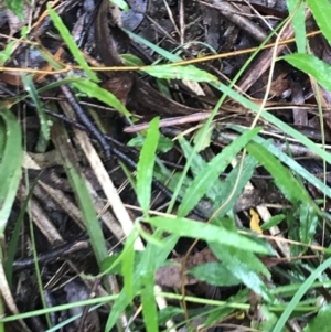 Billardiera mutabilis at Captains Flat, NSW - 15 Jan 2022 11:04 AM