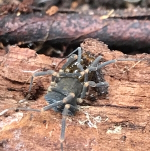 Opiliones (order) at Captains Flat, NSW - 15 Jan 2022