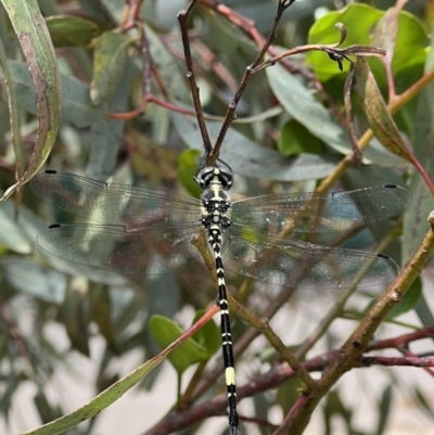 Parasynthemis regina (Royal Tigertail) at Murrumbateman, NSW - 21 Jan 2022 by SimoneC