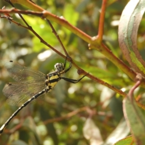 Parasynthemis regina at Murrumbateman, NSW - 21 Jan 2022