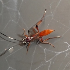 Gotra sp. (genus) (Unidentified Gotra ichneumon wasp) at Kambah, ACT - 21 Jan 2022 by HarveyPerkins