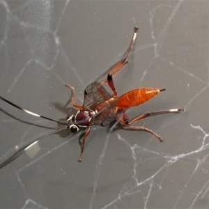 Gavrana sp. (genus) at Kambah, ACT - 21 Jan 2022 06:56 PM