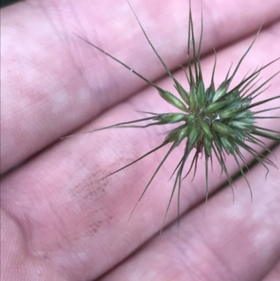 Echinopogon ovatus (Forest Hedgehog Grass) at Captains Flat, NSW - 15 Jan 2022 by Tapirlord