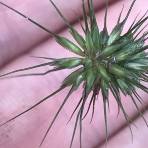 Echinopogon ovatus at Captains Flat, NSW - 15 Jan 2022