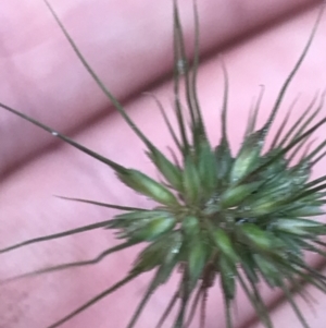 Echinopogon ovatus at Captains Flat, NSW - 15 Jan 2022