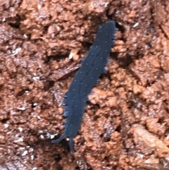 Euperipatoides rowelli (Tallanganda Velvet Worm) at Captains Flat, NSW - 15 Jan 2022 by Tapirlord