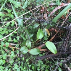 Smilax australis (Barbed-Wire Vine) at Captains Flat, NSW - 15 Jan 2022 by Tapirlord