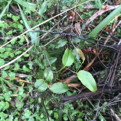 Smilax australis (Barbed-Wire Vine) at Captains Flat, NSW - 15 Jan 2022 by Tapirlord