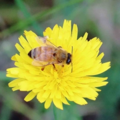 Apis mellifera (European honey bee) at Yarralumla, ACT - 17 Jan 2022 by ConBoekel
