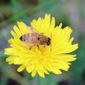 Apis mellifera at Yarralumla, ACT - 18 Jan 2022