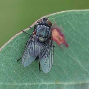 Calliphora vicina at Yarralumla, ACT - 18 Jan 2022 09:02 AM