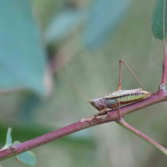 Conocephalus semivittatus (Meadow katydid) at Yarralumla, ACT - 18 Jan 2022 by ConBoekel