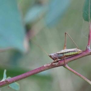 Conocephalus semivittatus at Yarralumla, ACT - 18 Jan 2022