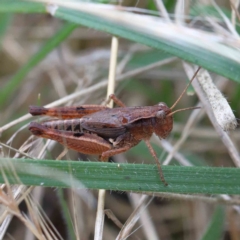 Phaulacridium vittatum (Wingless Grasshopper) at Yarralumla, ACT - 18 Jan 2022 by ConBoekel