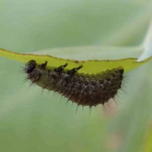 Paropsisterna beata at Yarralumla, ACT - 18 Jan 2022 09:01 AM