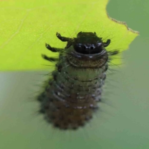 Paropsisterna beata at Yarralumla, ACT - 18 Jan 2022 09:01 AM