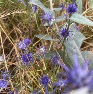 Eryngium ovinum at Hughes, ACT - 21 Jan 2022