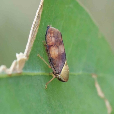 Brunotartessus fulvus (Yellow-headed Leafhopper) at Lake Burley Griffin West - 18 Jan 2022 by ConBoekel