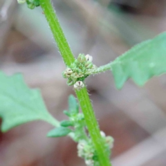 Dysphania pumilio (Small Crumbweed) at Blue Gum Point to Attunga Bay - 17 Jan 2022 by ConBoekel