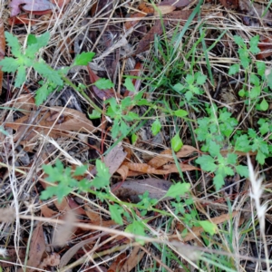 Dysphania pumilio at Yarralumla, ACT - 18 Jan 2022