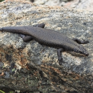 Egernia saxatilis at Tennent, ACT - 21 Jan 2022 12:05 PM