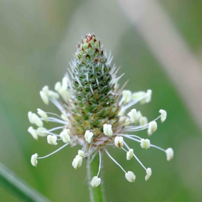 Plantago lanceolata (Ribwort Plantain, Lamb's Tongues) at Blue Gum Point to Attunga Bay - 17 Jan 2022 by ConBoekel