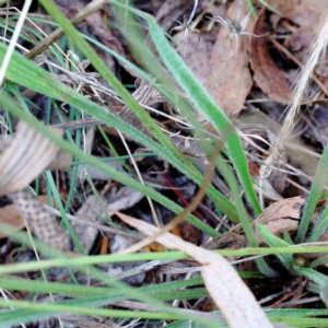 Plantago lanceolata at Yarralumla, ACT - 18 Jan 2022