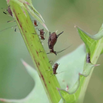 Aphididae (family) (Unidentified aphid) at Yarralumla, ACT - 18 Jan 2022 by ConBoekel