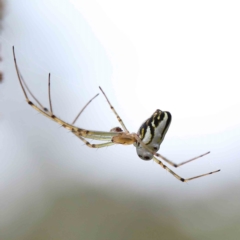 Leucauge dromedaria (Silver dromedary spider) at Blue Gum Point to Attunga Bay - 17 Jan 2022 by ConBoekel